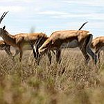 BucketList + Eat Antelope = ✓