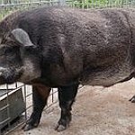 BucketList + Try Wild Boar = ✓