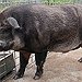 BucketList + Try Wild Boar = ✓