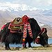 BucketList + Ride A Yak In Nepal = ✓