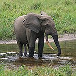 BucketList + Visit The Elephant Nature Park ... = ✓
