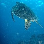 BucketList + Dive At Great Barrier Reef = ✓