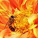BucketList + Start A Bio-Farm ( Bees ... = ✓