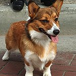 BucketList + Own A Corgi = ✓