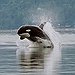 BucketList + See An Orca Whale In ... = ✓