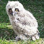 BucketList + Own An Owl. = ✓
