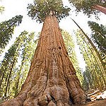 BucketList + See The Giant Redwoods In ... = ✓