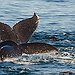 BucketList + Go Whale Watching = ✓