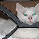 BucketList + Adopt A Cat = ✓