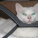BucketList + Adopt A Cat = ✓