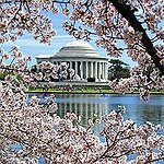 BucketList + Attend Sakura Matsuri Japanese Street ... = ✓
