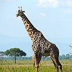 BucketList + Photo Safari Tanzania = ✓