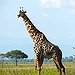 BucketList + Photo Safari Tanzania = ✓
