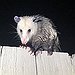 BucketList + Save As Many Opossums As ... = ✓