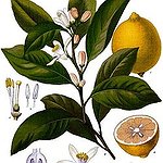 BucketList + Grow A Lemon Tree = ✓