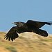 BucketList + Talk To A Raven = ✓