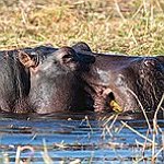 BucketList + Smooch A Baby Hippo = ✓