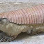 BucketList + Find An Armadillo And Tell ... = ✓