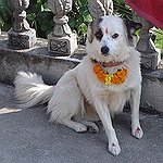 BucketList + Help 100 Dogs Find Furever ... = ✓