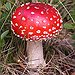 BucketList + Learn About All The Mushrooms ... = ✓
