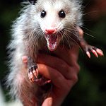 BucketList + Crochet A Possum = ✓