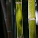 BucketList + The Sea Of Bamboos = ✓
