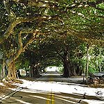 BucketList + Visit The Tree Tunnel In ... = ✓