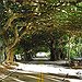 BucketList + Visit The Tree Tunnel In ... = ✓