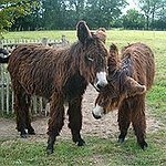 BucketList + Open A Donkey Rescue = ✓