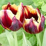 BucketList + Go To The Tulip Time ... = ✓