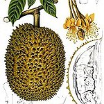 BucketList + Try Durian = ✓