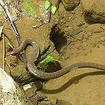 BucketList + Try Snake Meat = ✓