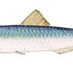 BucketList + Try Anchovies = ✓