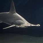 BucketList + Try Shark Meat = ✓