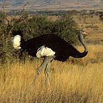 BucketList + Try Ostrich = ✓