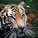 BucketList + See A Tiger, Polar Bear, ... = ✓