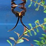 BucketList + See A Seahorse (April, 2023) = ✓
