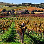 BucketList + Stomp Grapes In A Vineyard = ✓