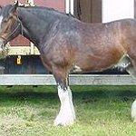 BucketList + Buy A Horse = ✓