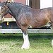 BucketList + Buy A Horse = ✓