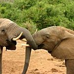 BucketList + See Elephants In The Wild. = ✓