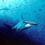 BucketList + Scuba Dive With Sharks = ✓