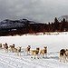 BucketList + Go Dog Sledding In Alaska = ✓