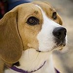 BucketList + Get A Beagle = ✓