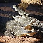 BucketList + Hold A Crocodile = ✓