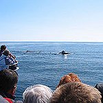 BucketList + Go Whale Watching = ✓