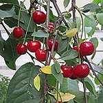 BucketList + Eat Berries Off The Vine = ✓