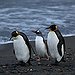BucketList + Watch A Wild Penguin March = ✓