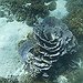 BucketList + Visit Ningaloo Reef (Wa) = ✓