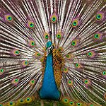 BucketList + Sing The Peacock Song To ... = ✓